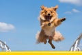 A happy dog Ã¢â¬â¹Ã¢â¬â¹is running